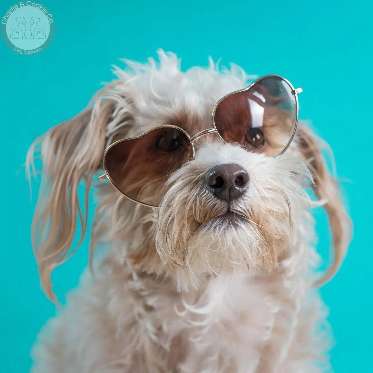 All Products - Charlie & Cookie Co.