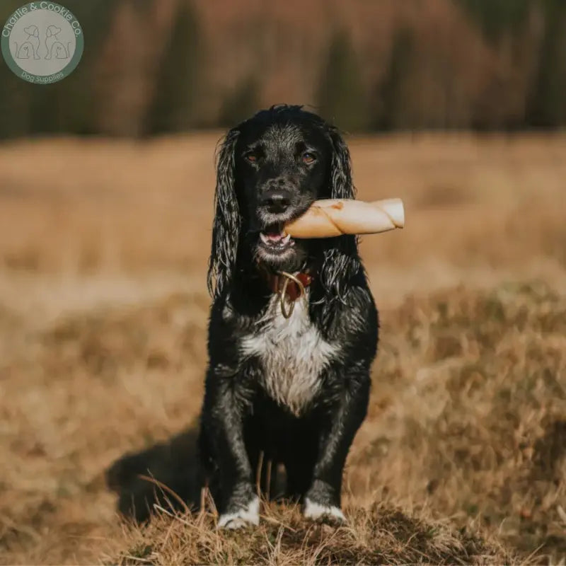 Anco Naturals Beef Skin Rolls & Braids for Dogs | Natural Long-Lasting Chews Medium & Large