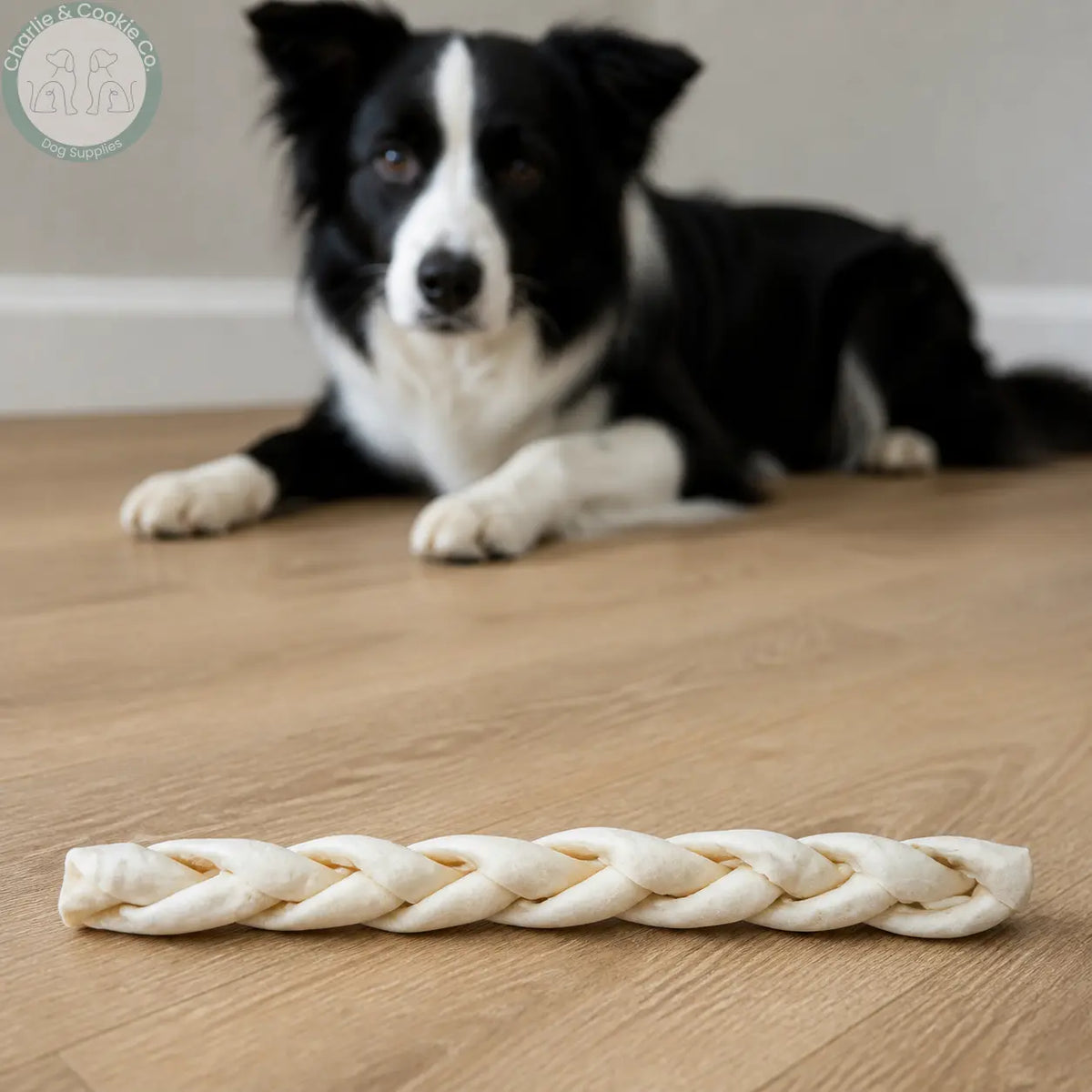 Anco Naturals Large Beef Skin Braid on a floor with a Border Collie