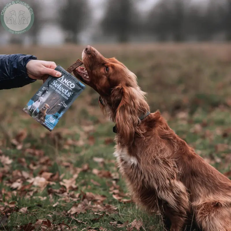 Anco Selects with Collagen 85g | Bites or Strips for Joint, Skin & Digestive Health Anco