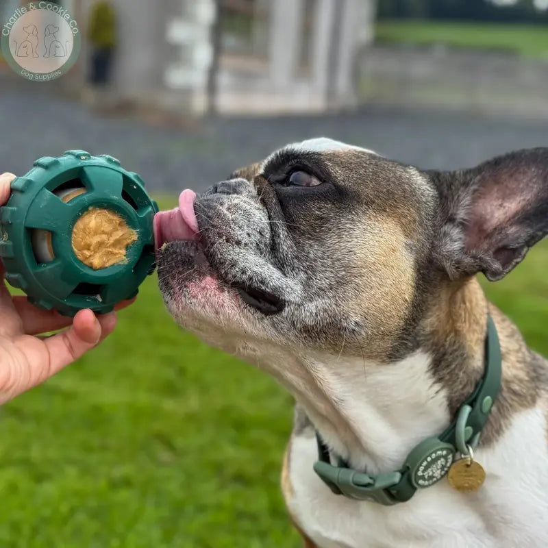 Frodog by Meaty Licks freezer treat toy for dogs, Small, Large, tray or bundle