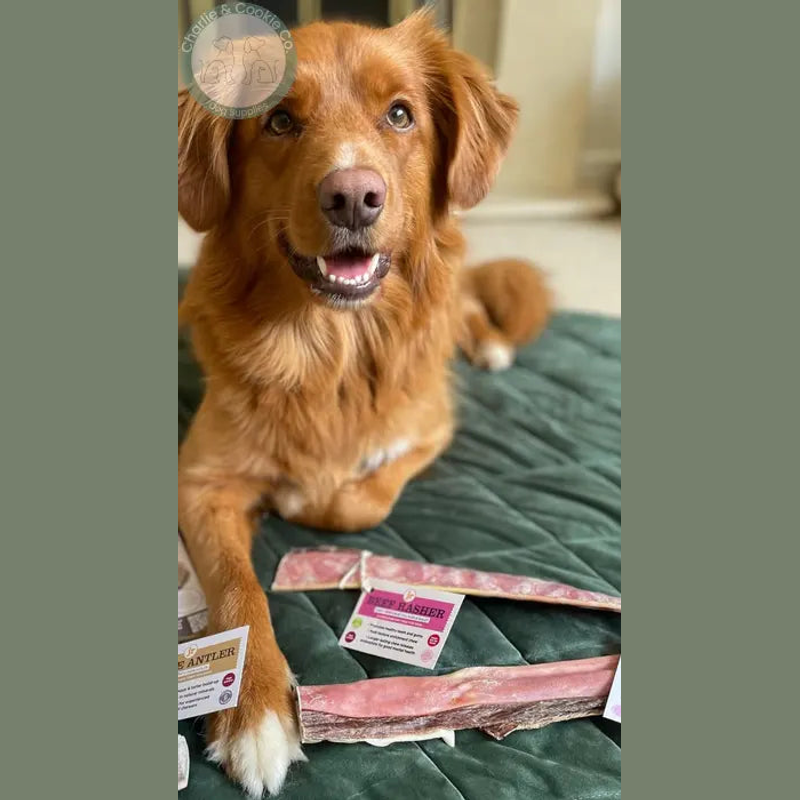 JR Pet Products Beef Rasher 30cm, dog resting beside labelled beef rashers