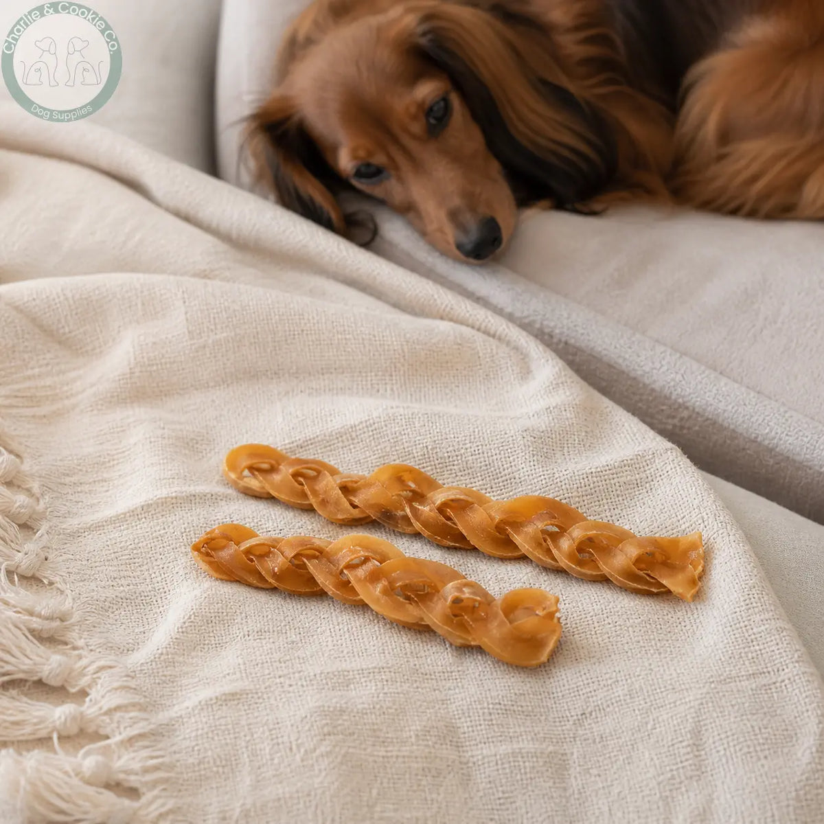 JR Pet Products Braided Camel Skin chews beside a long-haired Dachshund