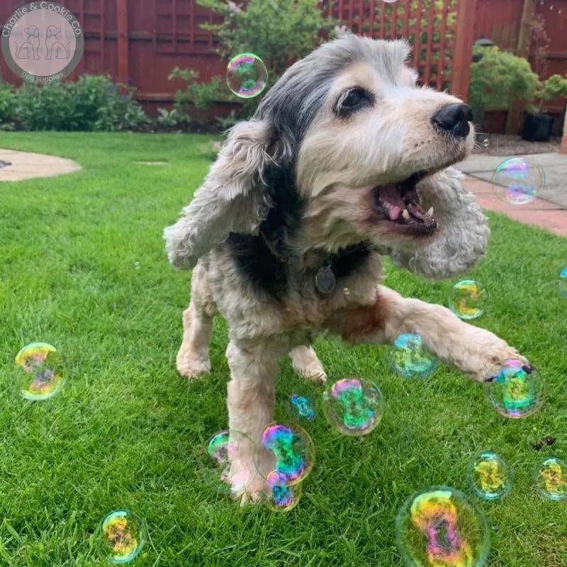 Meaty Bubbles - Flavoured Dog Bubbles for Engaging Play - Charlie & Cookie Co.