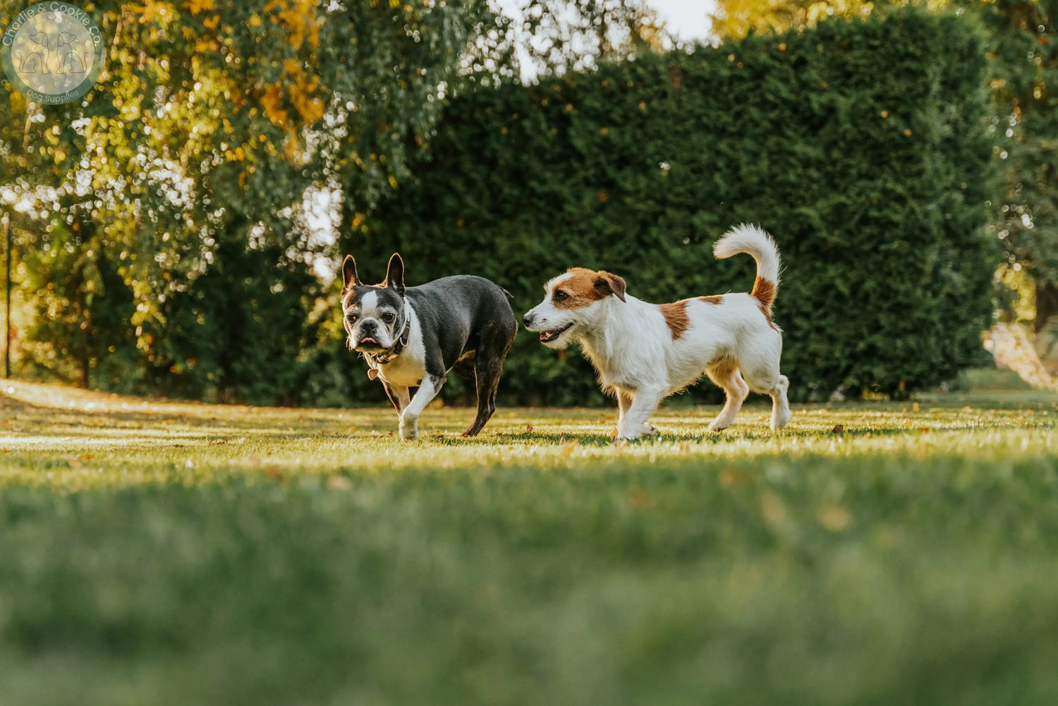 Two dogs walking across a garden lawn, representing safe outdoor summer gatherings for dogs