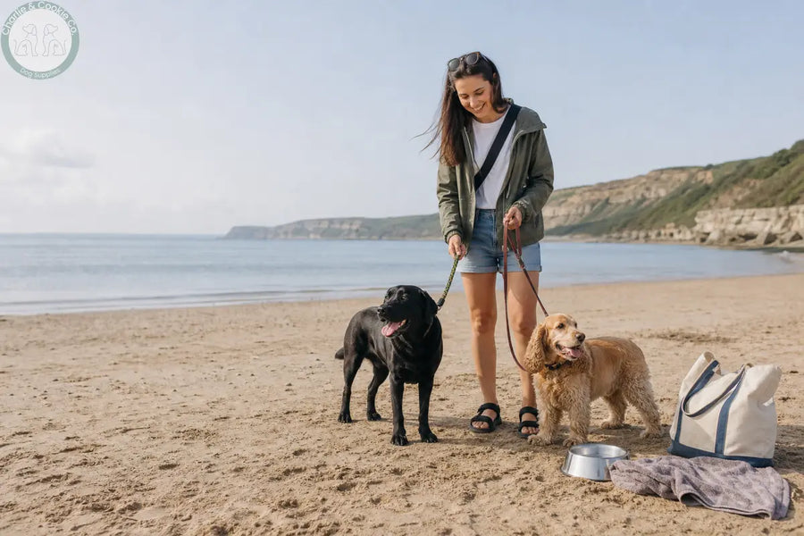 Woman with a Labrador and Cocker Spaniel on long leads at a calm UK beach with fresh water and a towel