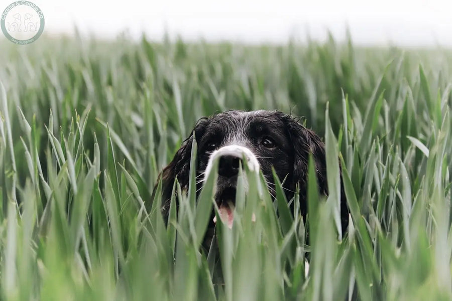 Dog walking through long grass during a summer walk, a common place for grass seeds to catch in coats and paws