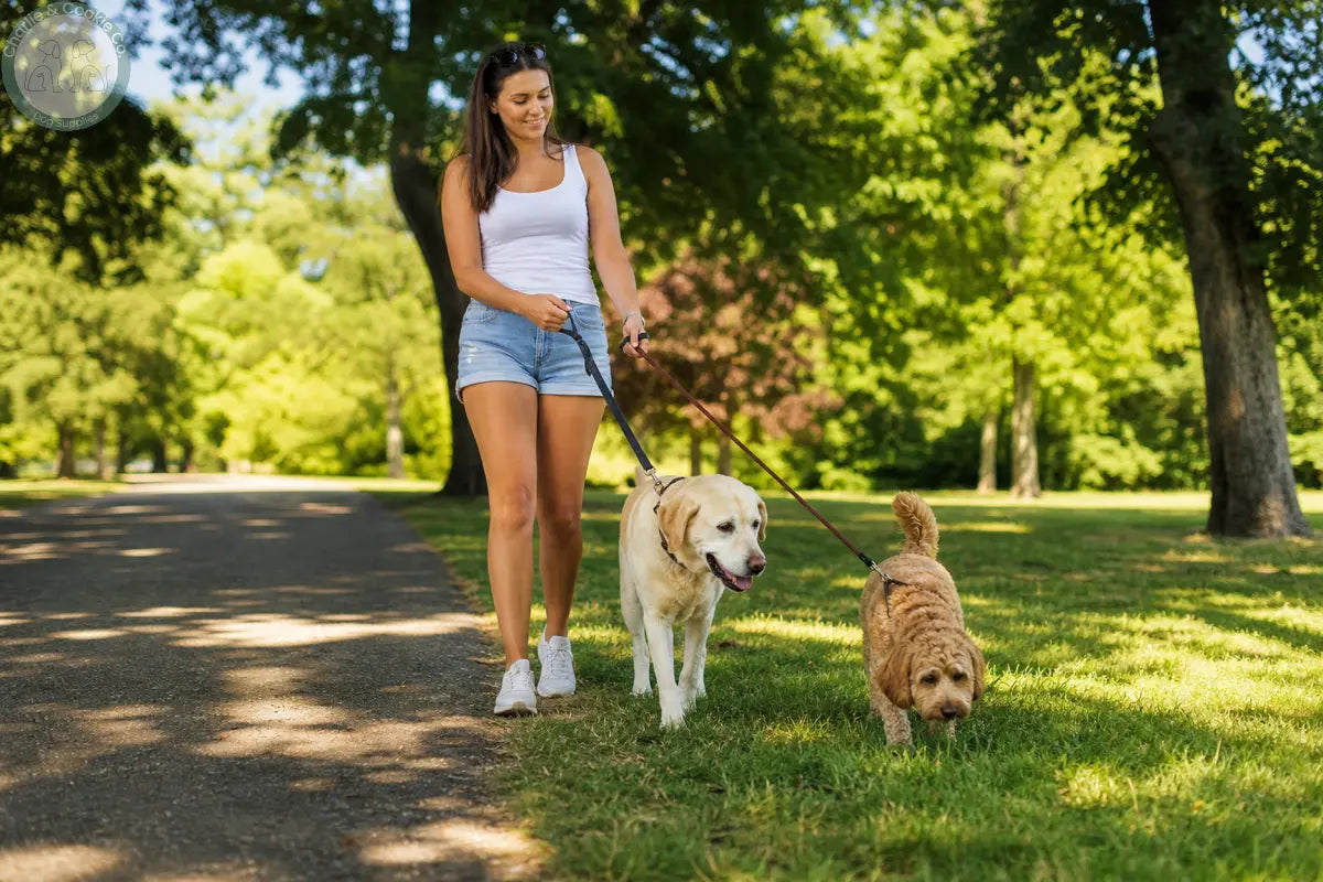Owner guiding a Labrador and small cockapoo-type dog from hot pavement onto shaded grass in a UK park