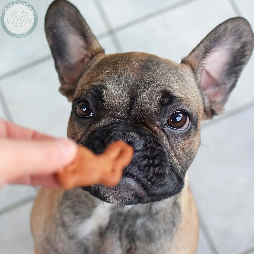 Natural-Dog-Treats-What-Can-You-Give-to-Puppies Charlie & Cookie Co.