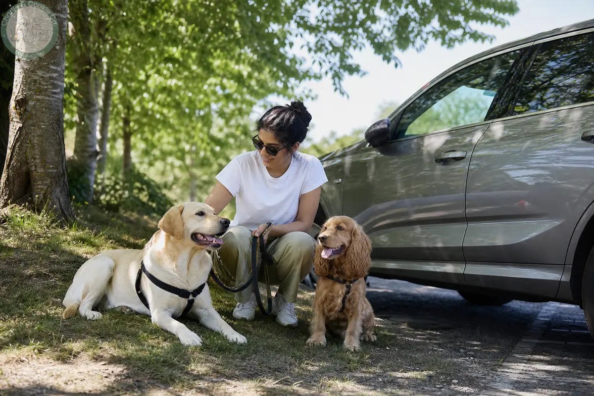 Owner giving a Labrador and cocker spaniel a shaded break during a UK summer car journey