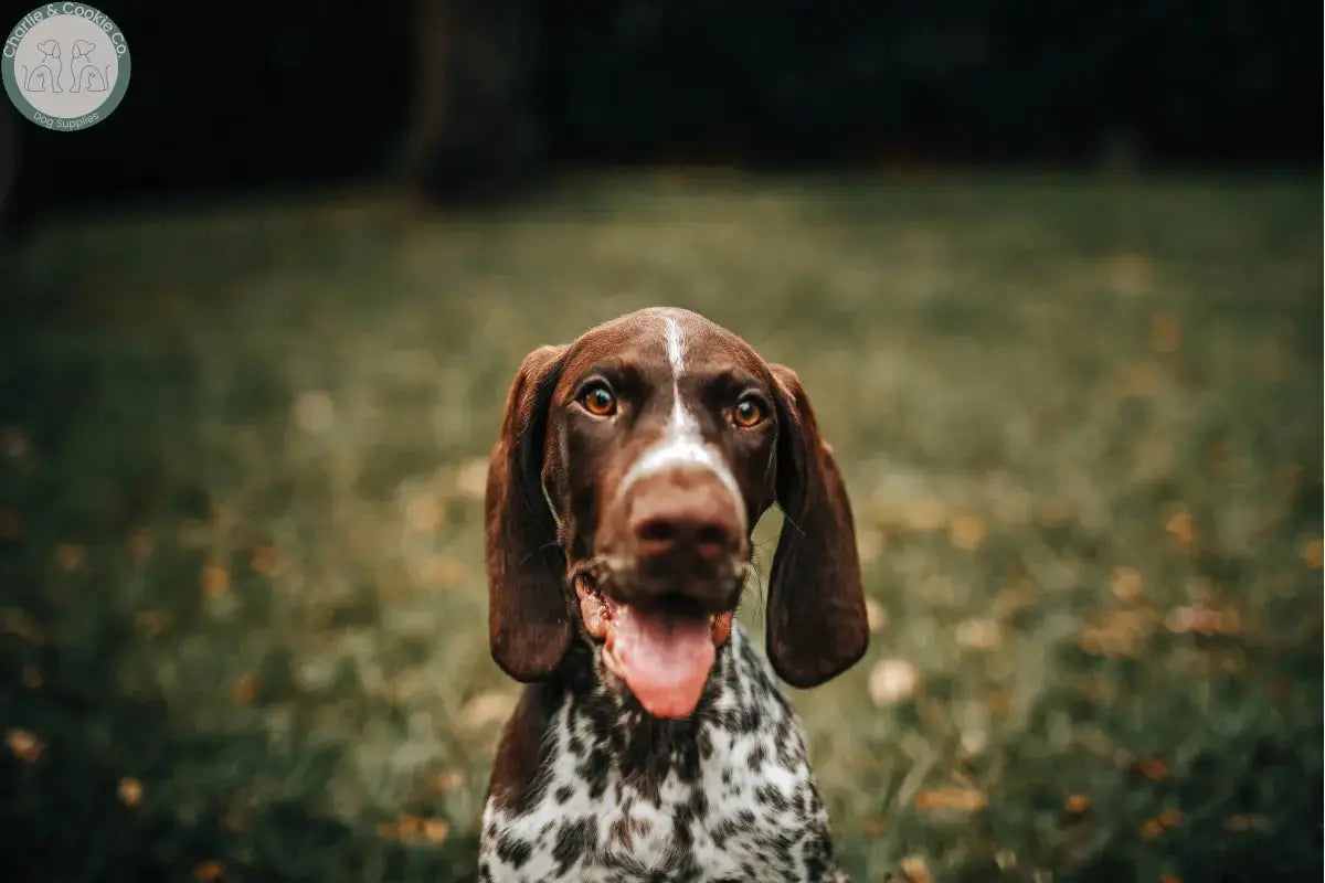 Dog sitting outdoors with tongue out, representing calm behaviour and supervised chewing routines.