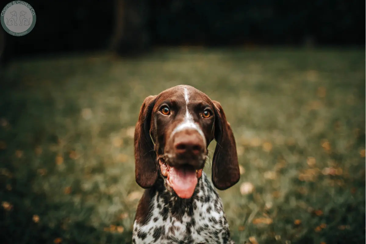 Dog sitting outdoors with tongue out, representing calm behaviour and supervised chewing routines.