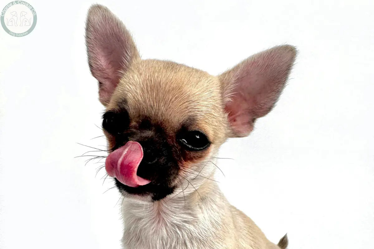 Small dog licking its nose, representing the calming licking behaviour used in dog enrichment routines.