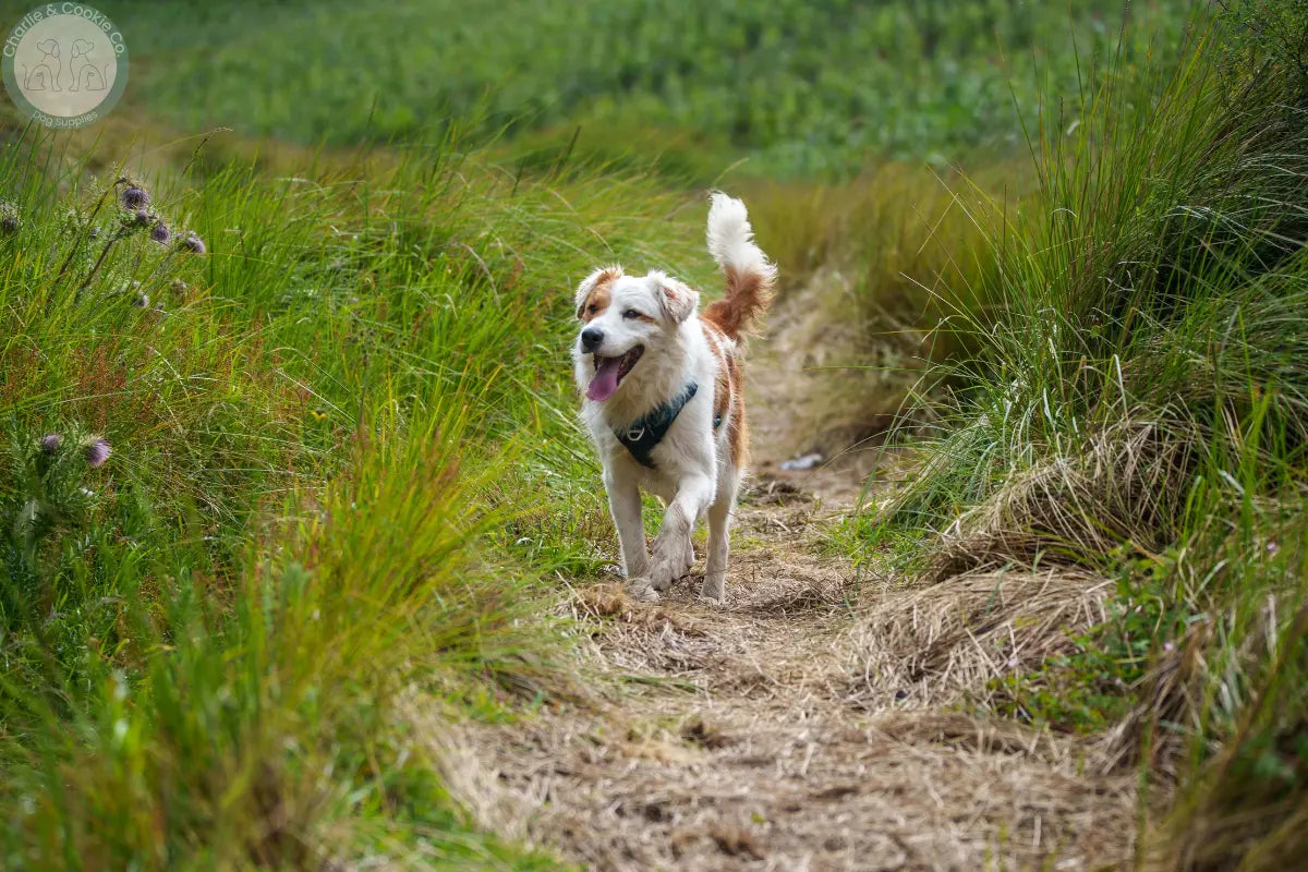 Happy dog walking along a countryside path, showing how walks can leave some dogs excited and overstimulated.