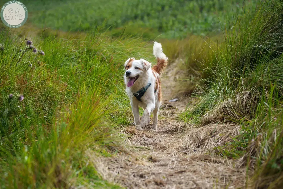 Happy dog walking along a countryside path, showing how walks can leave some dogs excited and overstimulated.