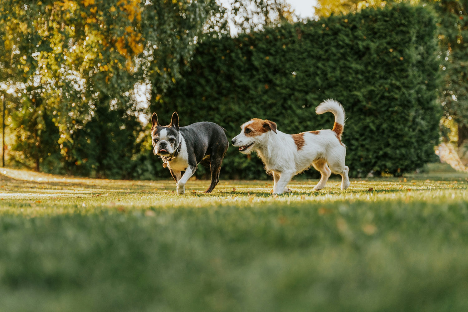 Two dogs walking across a garden lawn, representing safe outdoor summer gatherings for dogs