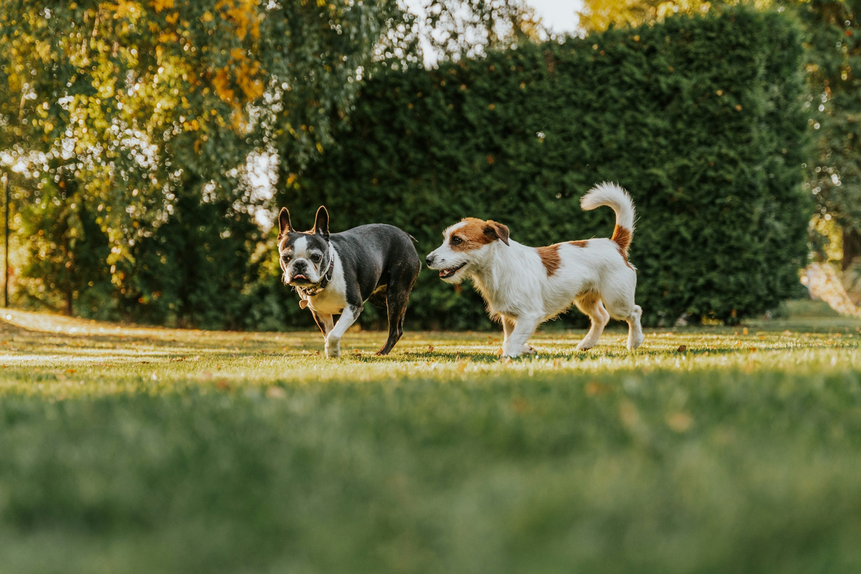 Two dogs walking across a garden lawn, representing safe outdoor summer gatherings for dogs