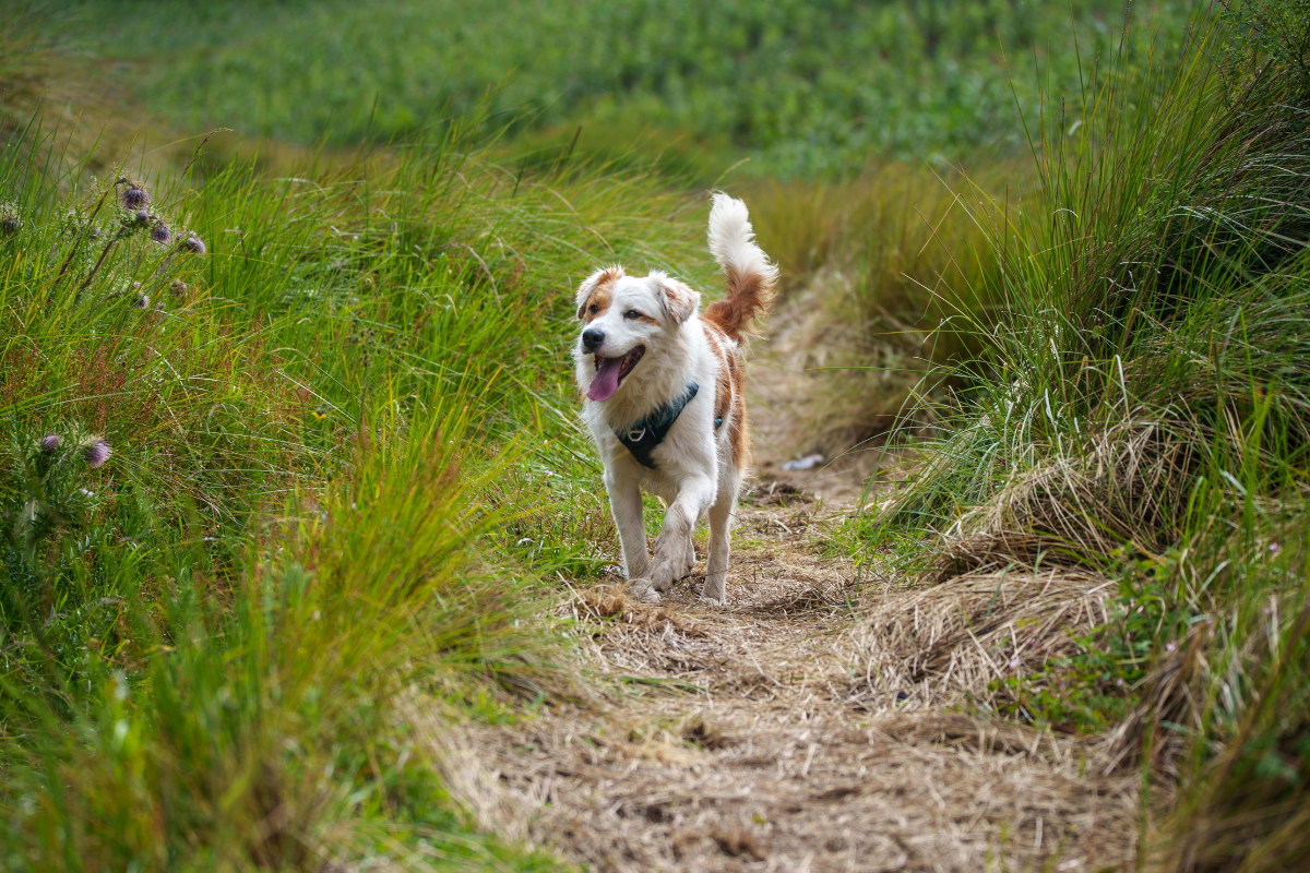 Why Your Dog Is Still Hyper After Walks