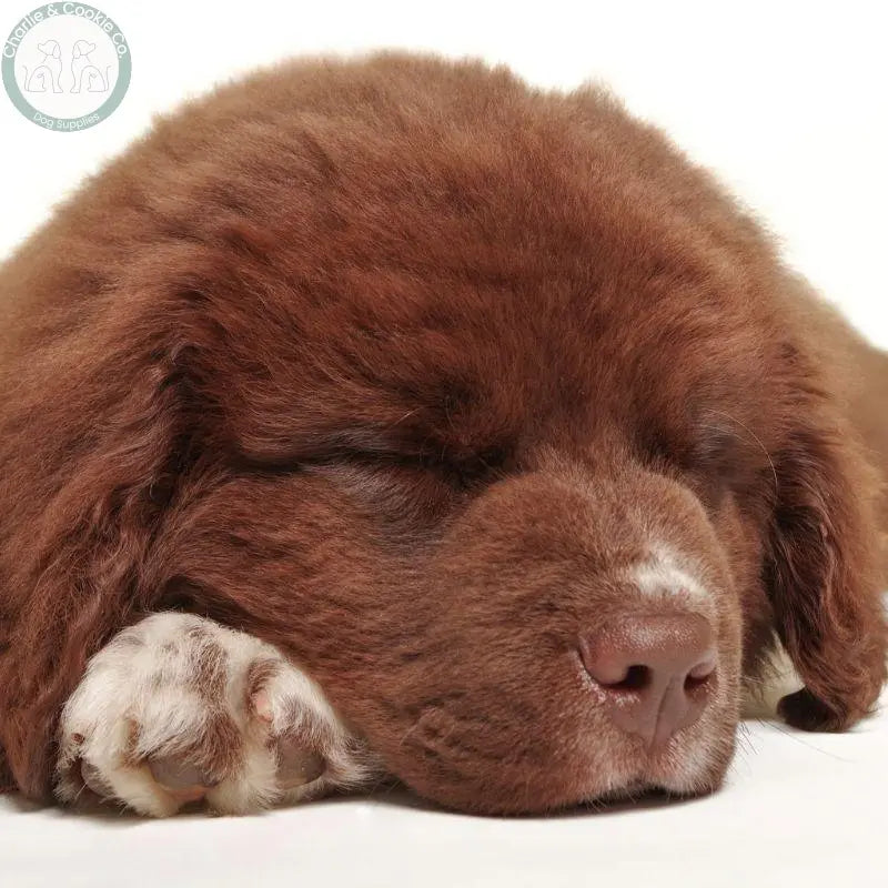12+ Weeks - Charlie &amp; Cookie Co.