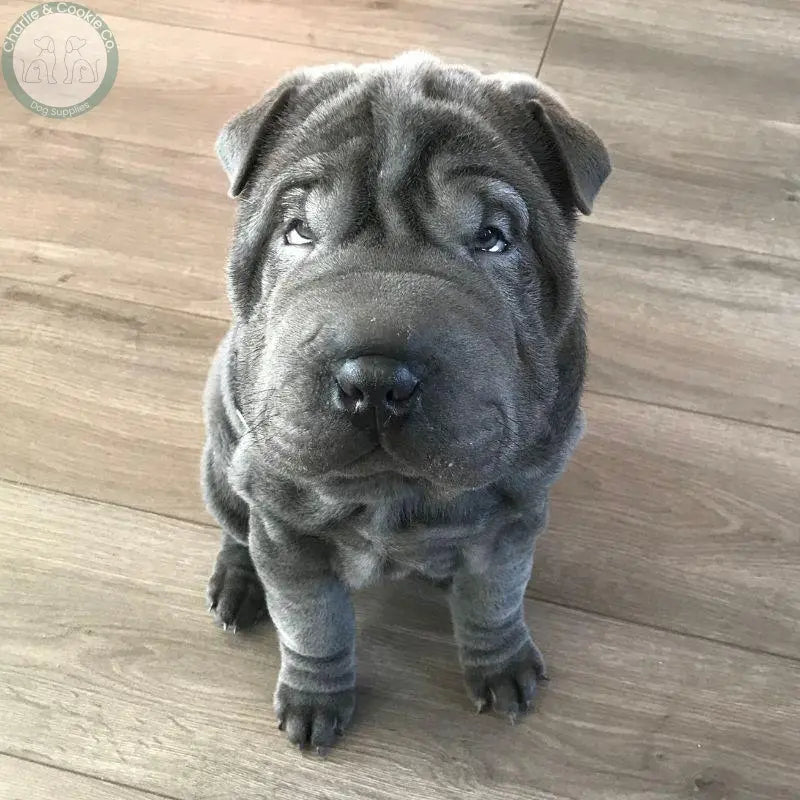 4+ Months - Charlie &amp; Cookie Co.