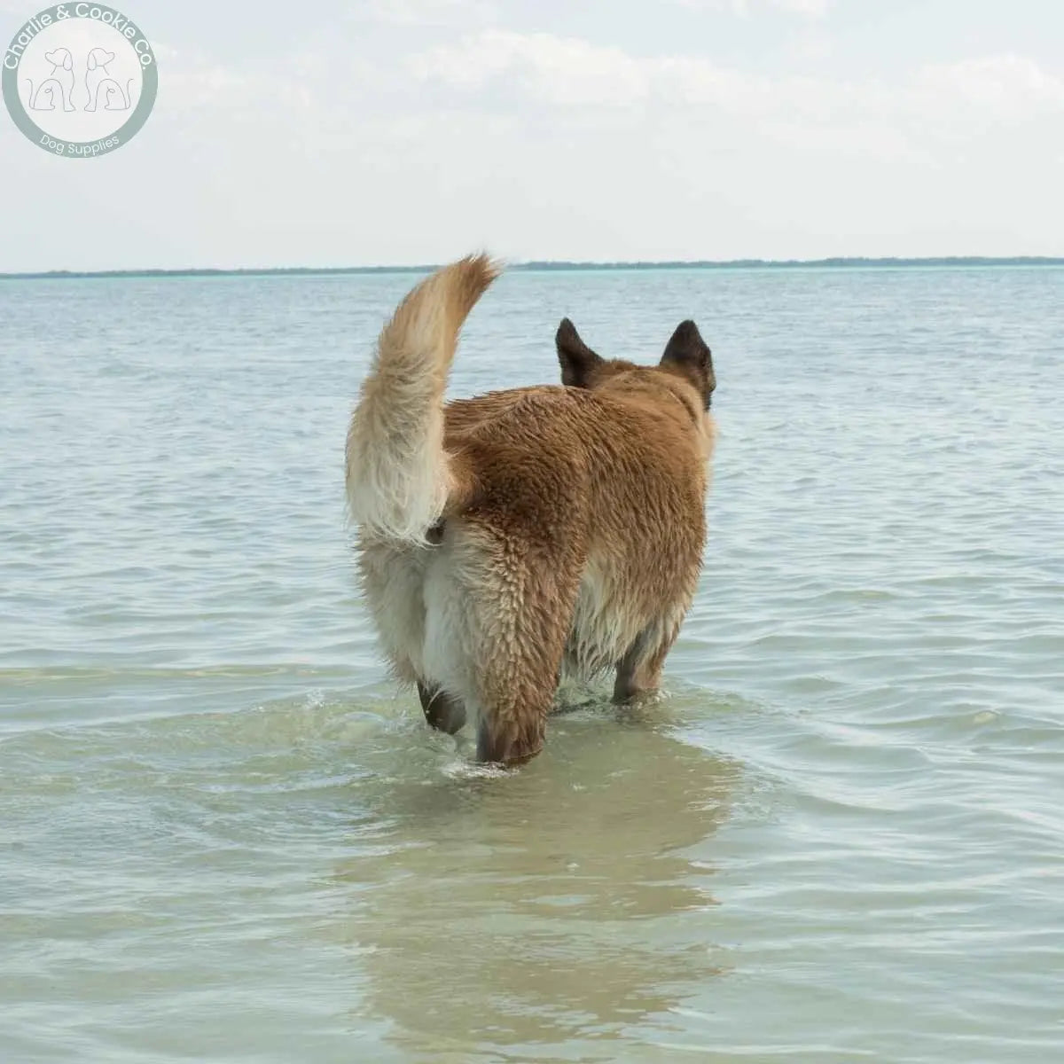 Fish Treats - Charlie &amp; Cookie Co.