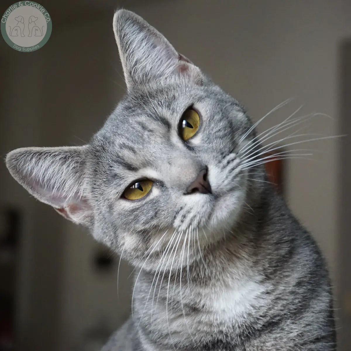 For-Our-Feline-Friends Charlie &amp; Cookie Co.