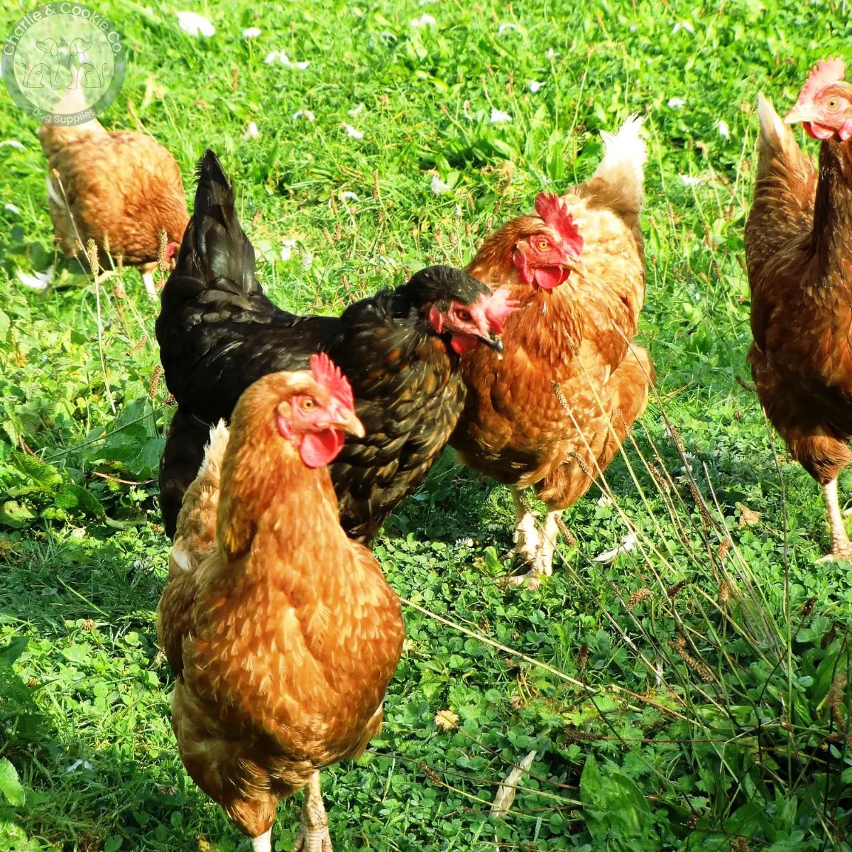 Poultry Charlie &amp; Cookie Co.