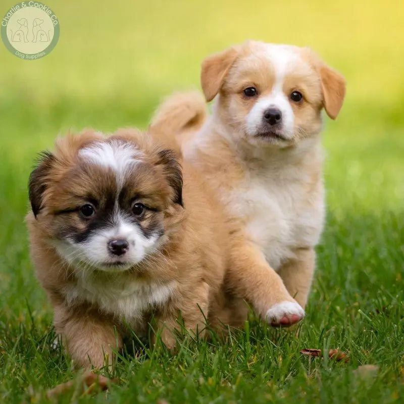 Puppies Charlie &amp; Cookie Co.