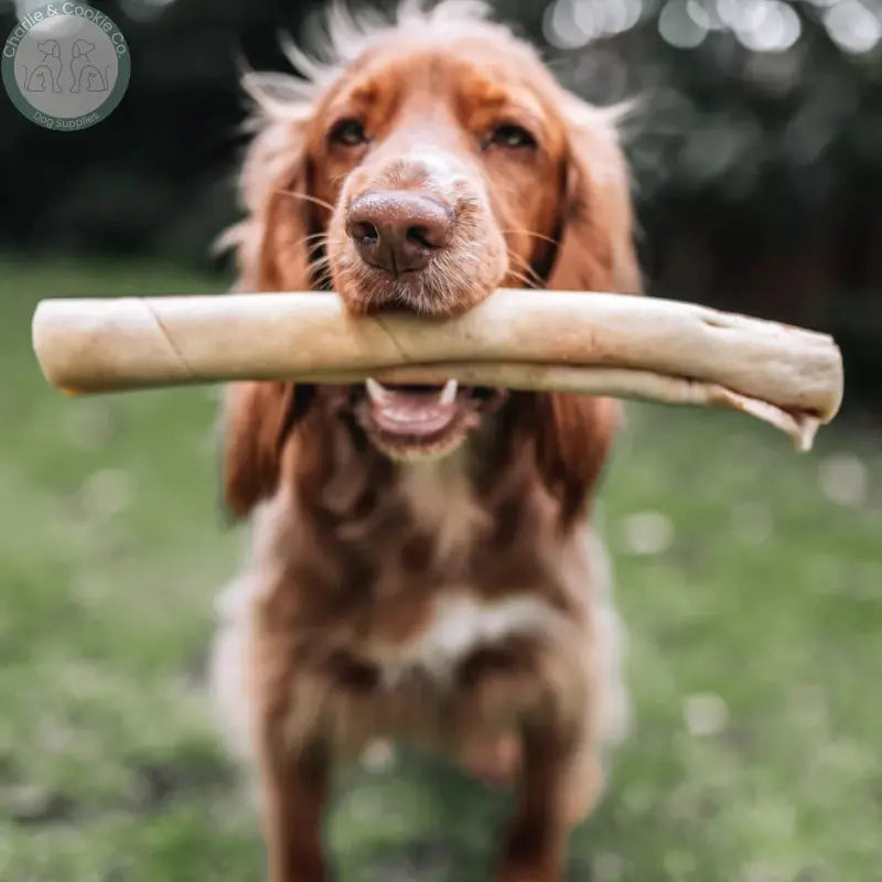 Anco Naturals Beef Skin Rolls &amp; Braids for Dogs | Natural Long-Lasting Chews Medium &amp; Large