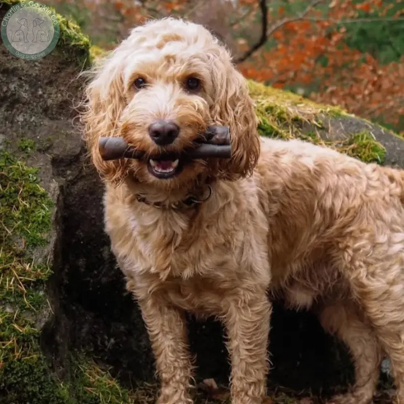 Anco Naturals Camel Skin Rolls &amp; Braids | Natural Dog Chews (Medium &amp; Large)