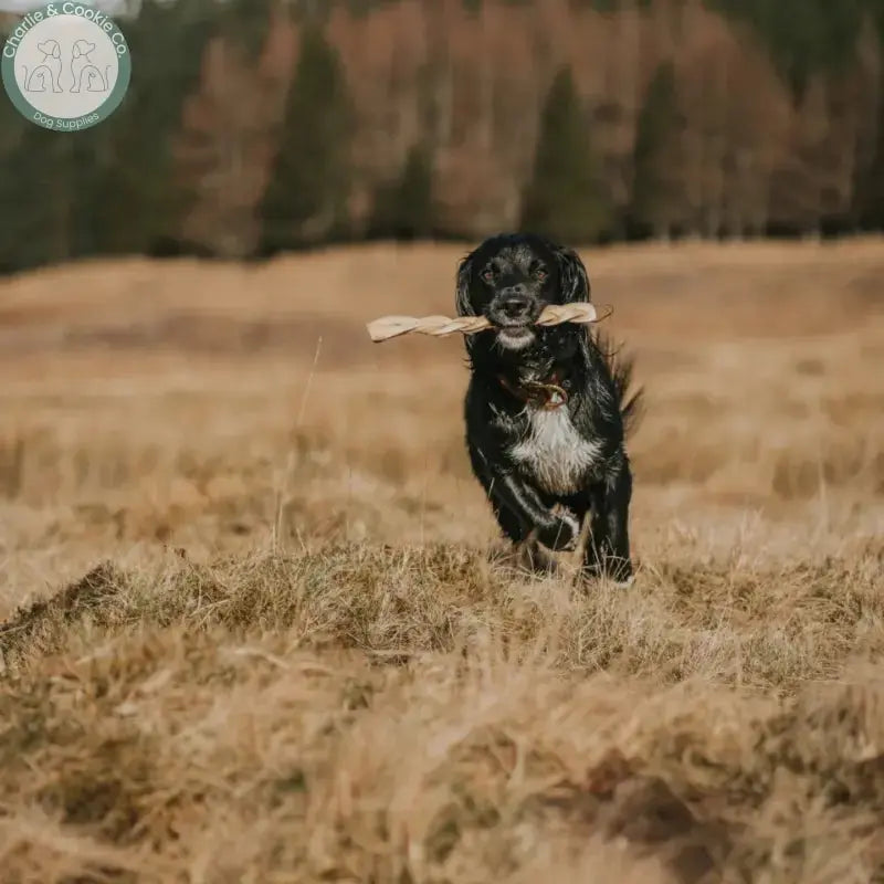 Dog carrying an Anco Naturals Large Beef Skin Braid
