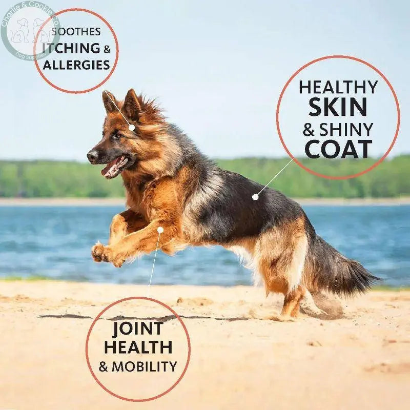 Brilliant Salmon Oil - High in Omega-3 for Skin, Coat, and Joint Health - Charlie &amp; Cookie Co.