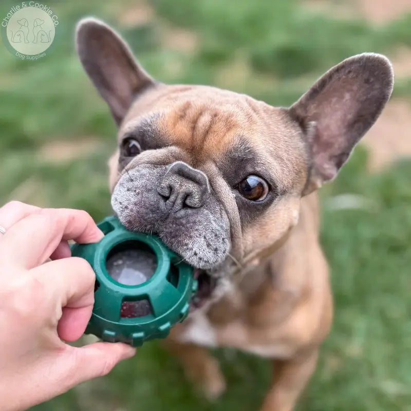Frodog by Meaty Licks freezer treat toy for dogs, Small, Large, tray or bundle