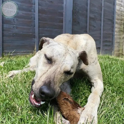 JR Pet Products Cow Ears with Hair for Dogs (Small / Medium) | Natural Chew JR Pet Products