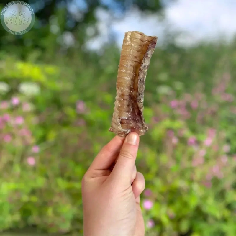 Paddock Farm Beef Trachea Dog Chews 1kg | 12cm or 24cm