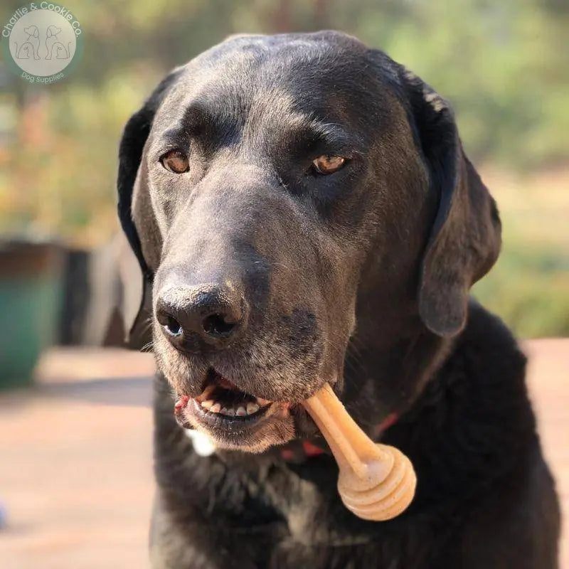 SodaPup Durable Honey Bone Chew Toy - Small, Medium, Large - Charlie &amp; Cookie Co.