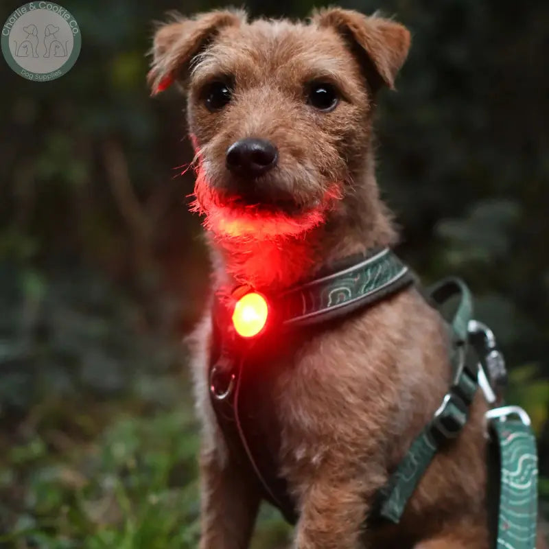Twiggy Tags TrekBright rechargeable LED dog safety light