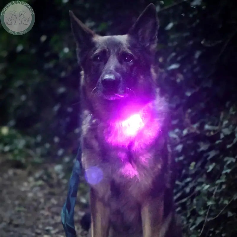 Twiggy Tags TrekBright rechargeable LED dog safety light