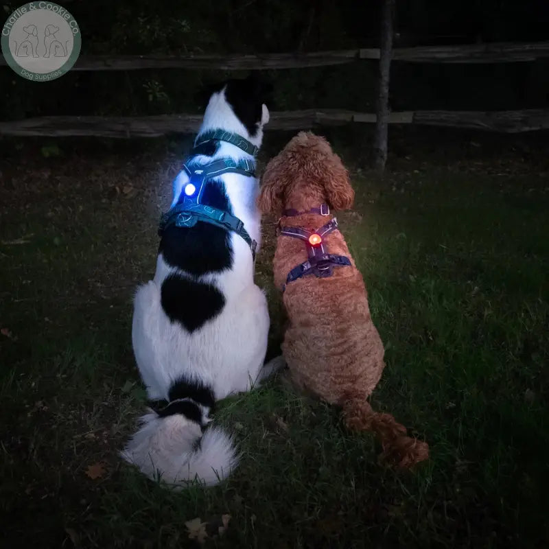 Twiggy Tags TrekBright rechargeable LED dog safety light