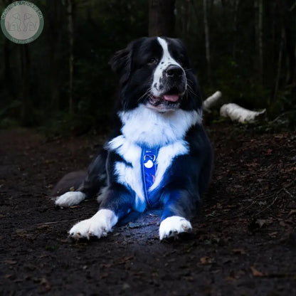 Twiggy Tags TrekBright rechargeable LED dog safety light