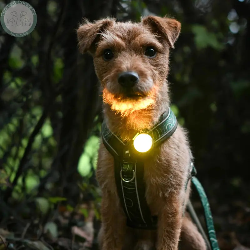 Twiggy Tags TrekBright rechargeable LED dog safety light