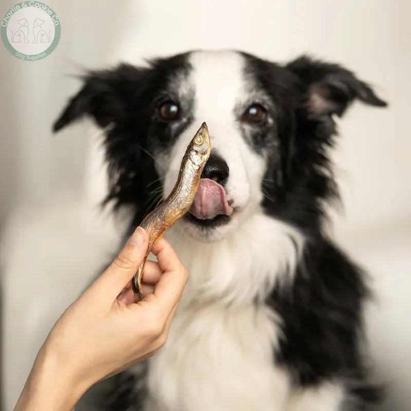 Dog being offered Waita Freeze-Dried Capelin