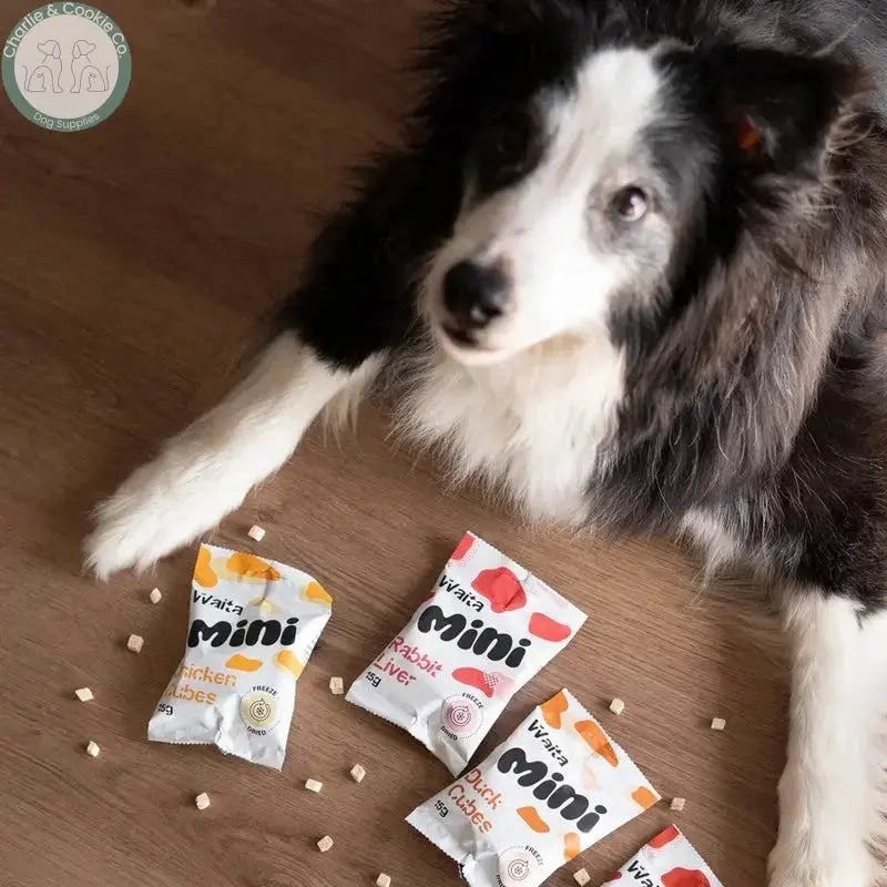 Waita Mini freeze-dried cube treats with dog and four packs
