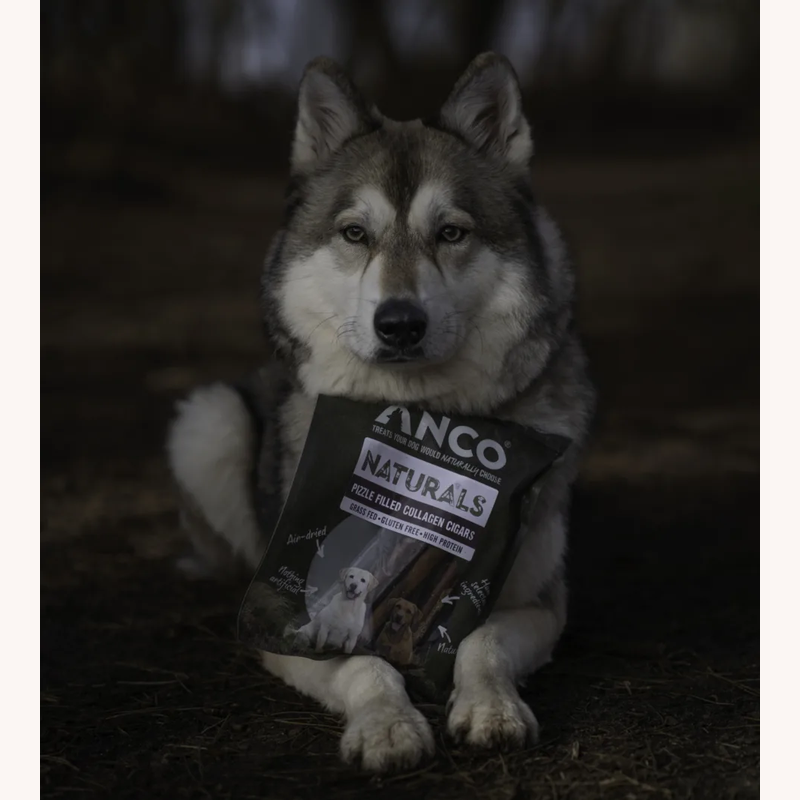 A dog with an Anco Pizzle Dipped Collagen Cigars bag outdoors