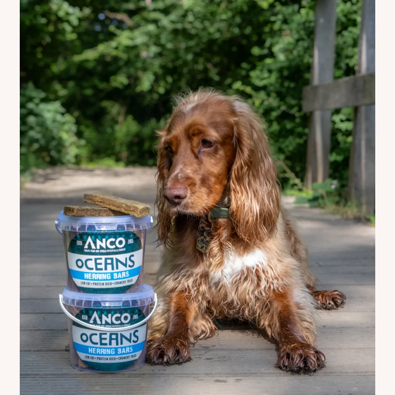 A dog beside Anco Oceans Herring Bars tubs outdoors